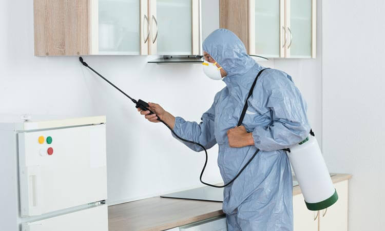شركة رش مبيدات بالرياض: الحل النهائي لمكافحة الحشرات وحماية منزلك