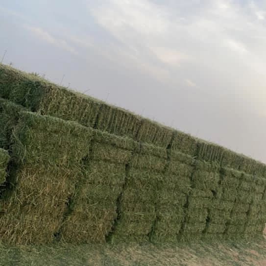 برسيم صافي للبيع