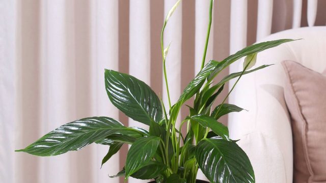 الأشرعة-البيضاء-وسط-في-حوض-سيراميك-أسود-وبني-أنيق