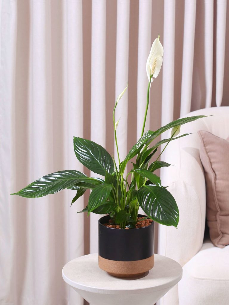 نباتات الزينة الداخلية من موطن النباتات