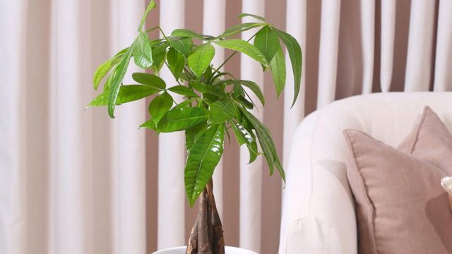 باشيرا-شجرة-المال-في-حوض-سيراميك-أبيض-أنيق