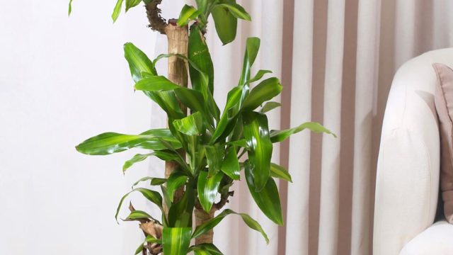 دراسينا-ماسنجانا-وسط-في-حوض-أبيض-أنيق