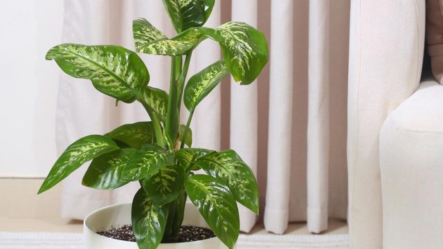 ديفنباخيا-في-حوض-أبيض-أنيق