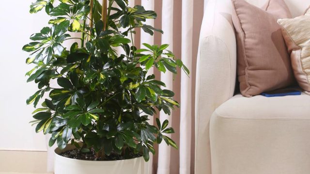 شلفيرا-كبير-في-حوض-أبيض-أنيق